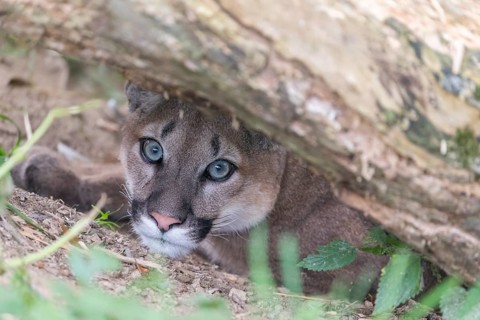 One young adult female cougar, Puma concolor, hiding underneath a log with some green vegetation