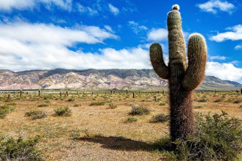 Large cactus in the desert with mountains in the background and blue sky, The landscape of the