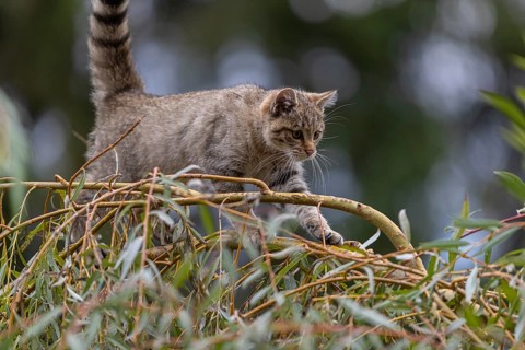 One young European wildcat, Felis silvestris silvestris, sitting in a green weeping willow tree.