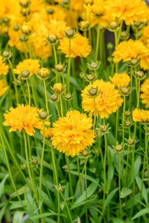 Girl's eye (Coreopsis grandiflora 'Sunray'),  Germany