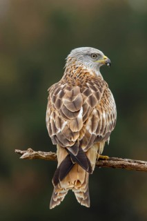 Red Kite (Milvus milvus), perched on a branch, Castile and Leon, Spain