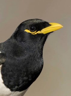 Yellow-billed Magpie (Pica nuttalli), California, USA