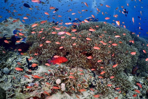 Numerous small fish in bright colours, jewel flag perch (Pseudanthias squamipinnis), swimming over