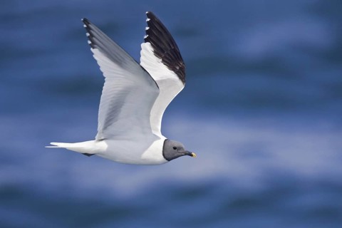Sabine's Gull (Xema sabini), Washington, USA