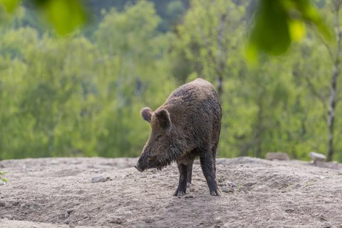 One young wild boar or wild pig (Sus scrofa), walking over an opening in early morning light,