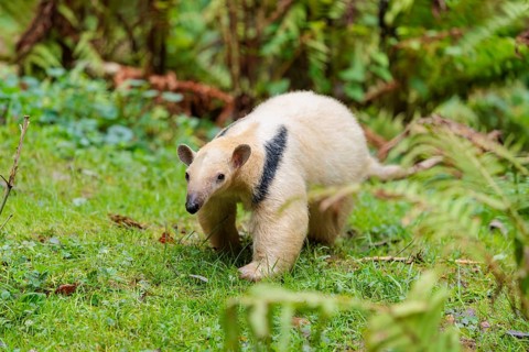 A southern tamandua (Tamandua tetradactyla), walks through the dense undergrowth of a forest