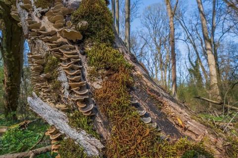 Tree trunks lie on the ground in the forest. Mushrooms and moss grow on wood. Trees are under a