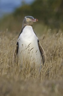 Yellow-eyed Penguin (Megadyptes antipodes), New Zealand
