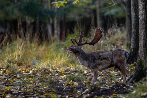 A fallow deer (Dama dama) stands roaring in the rutting hollow, unfortunately a dama ready to mate