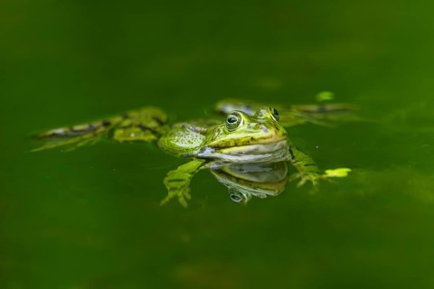 Edible frog (Pelophylax esculentus) in a little lake in the water, Bavaria, Germany