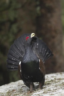 Western Capercaillie (Tetrao urogallus) male, Baden-Wuerttemberg, Germany