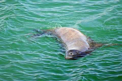A sea lion relaxing in the water, with a slight ripple pattern on the water surface, Ucluelet,
