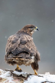 Common Buzzard (Buteo buteo) perched on a snowy tree trunk, Bialowieca National Park, Poland