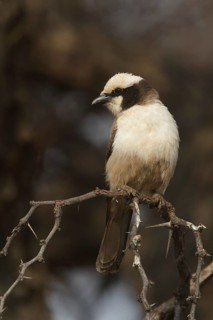 Southern White-crowned Shrike (Eurocephalus anguitimens), Khomas, Namibia