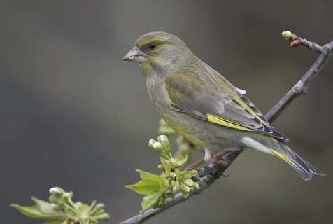 European Greenfinch (Chloris chloris), Saxony, Germany