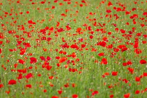 A field of poppies is in full bloom in front of the European Central Bank (ECB) and the bank