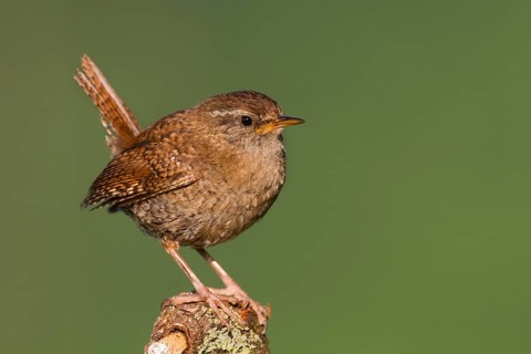 Northern Wren - Zaunkönig - Troglodytes troglodytes ssp. troglodytes, Germany, 1st cy