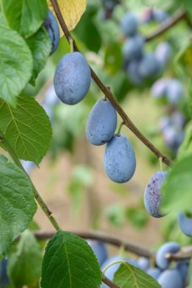Plum (Prunus domestica 'Presenta'), LVG Erfurt, Federal Republic of Germany