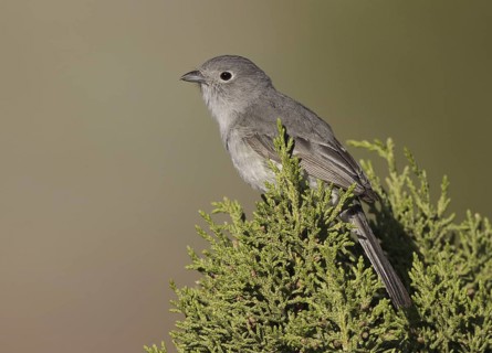Grey Vireo (Vireo vicinior), New Mexico, USA