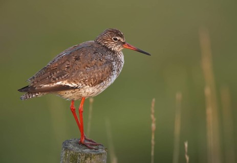 Common Redshank (Tringa totanus), Schleswig-Holstein, Germany