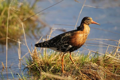 Ruff (Calidris pugnax) at Lake Tundra, Lapland, Northern Norway, Norway, Scandinavia
