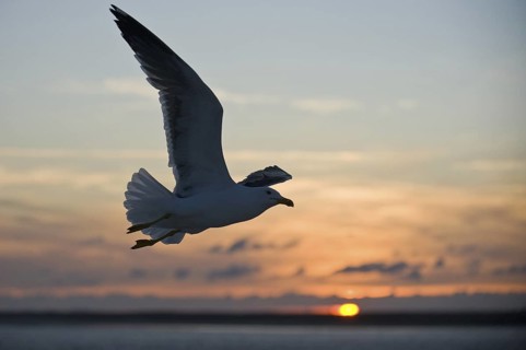 Lesser Black-backed Gull (Larus fuscus) flying, Texel, Netherlands