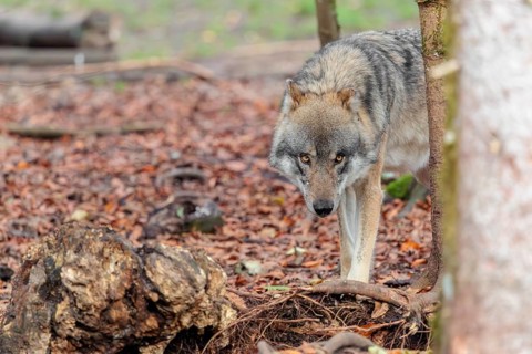An adult male grey wolf (Canis lupus lupus) runs through the forest on an overcast day