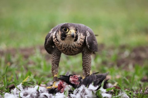 Peregrine Falcon (Falco peregrinus), Baden-Wuerttemberg, Germany