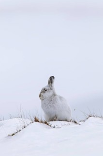 Mountain hare (Lepus timidus), Alpine hare, snow hare in white winter pelage in the Scottish