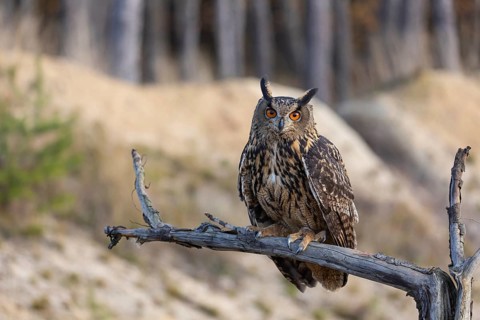 One Eurasian Eagle Owl, Bubo bubo, sitting on a branch of a dead tree. A sandy forest edge in the