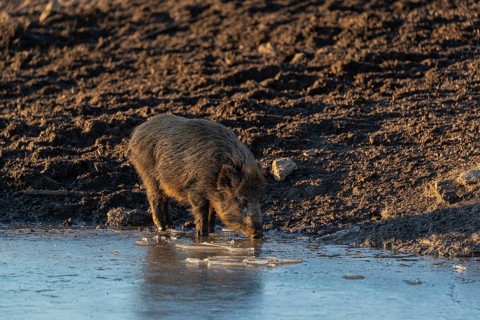 One young wild boar or wild pig (Sus scrofa), eating the ice of a frozen pond. Early morning light