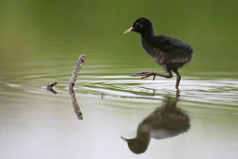 Water Rail (Rallus aquaticus) juvenile, Saxony, Germany