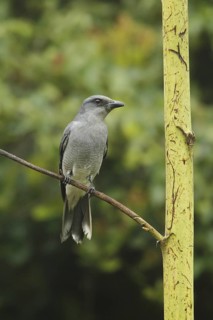 Large Cuckooshrike (Coracina macei), Fraser's Hill, Malaysia