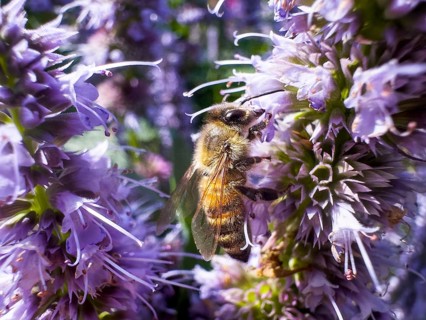 Flower impression, honey bee (Apis), sitting on anise hyssop (Agastache foeniculum)