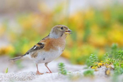 Brambling (Fringilla montifringilla), spring, foraging, Battenberg, Heligoland,