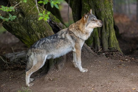 One adult male eurasian gray wolf (Canis lupus lupus) standing in front of an old split tree at a
