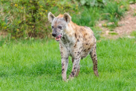 An adult male Spotted Hyena (Crocuta crocuta) stands in a green meadow