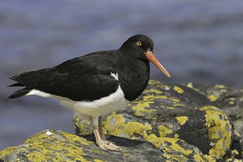 Magellanic Oystercatcher (Haematopus leucopodus), Falkland Islands