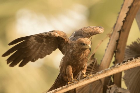 Black Kite (Milvus migrans), Gambia