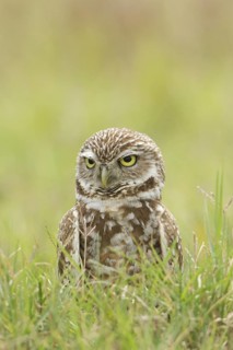 Burrowing Owl (Athene cunicularia), Florida, USA