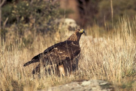 Golden Eagle (Aquila chrysaetos) male, Madrid, Spain