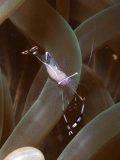 Red Sea partner shrimp (Periclimenes longicarpus)