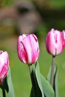 Tulip blossom (Tulipa), pink blossom, in a garden, close-up, inflorescence, early bloomer, spring,