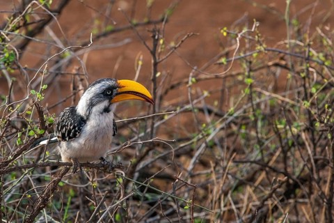Southern yellow-billed toko (Tockus leucomelas), Rift Valley, Kenya