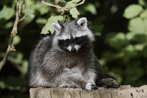 Raccoon (Procyon lotor), North Rhine-Westphalia, Germany