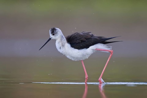 Black-winged Stilt (Himantopus himantopus) female foraging, North Rhine-Westphalia, Germany