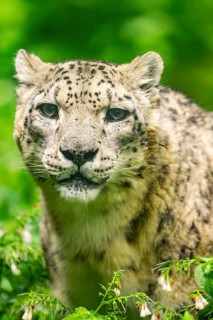 Snow leopard (Panthera uncia syn. Uncia uncia) in the forest, Germany