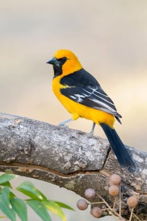 Altamira Oriole (Icterus gularis) perched on a trunk, Texas, USA