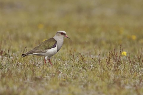 Andean Lapwing (Vanellus resplendens), Ecuador