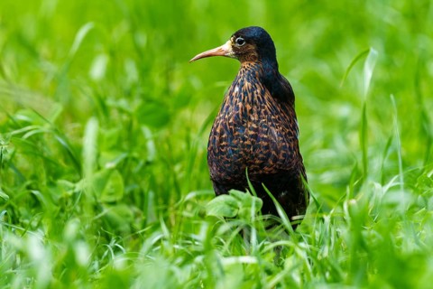 A bird with dark plumage stands on a green meadow and looks to the right, ruff (Calidris pugnax,